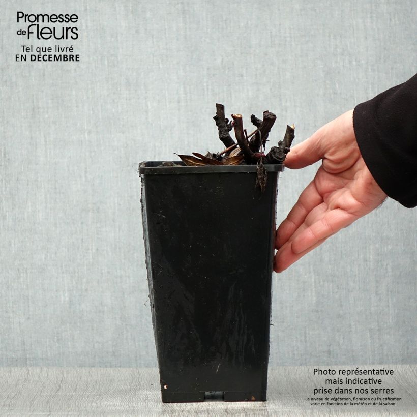 Spécimen de PIvoine Itoh Julia Rose Pot de 2L/3L tel que livré en hiver