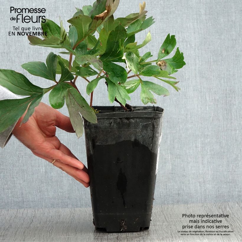 Spécimen de Pivoine 'Itoh Morning Lilac' - Souche de 3 à 5 yeux Pot de 3L/4L tel que livré en automne