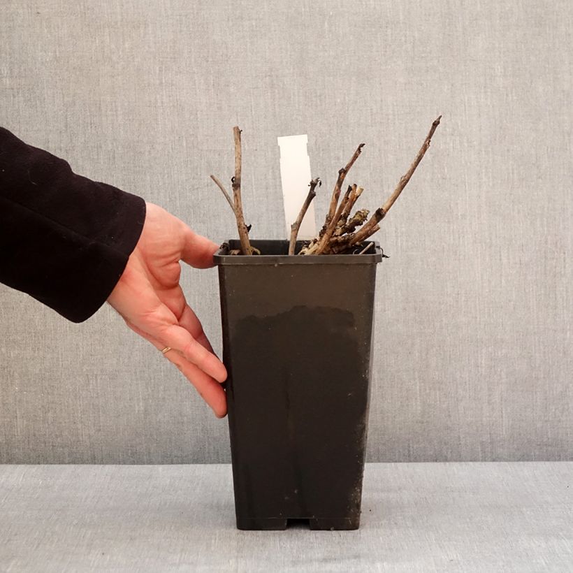 Spécimen de Pivoine Itoh Old Rose Dandy Pot de 3L/4L tel que livré en hiver