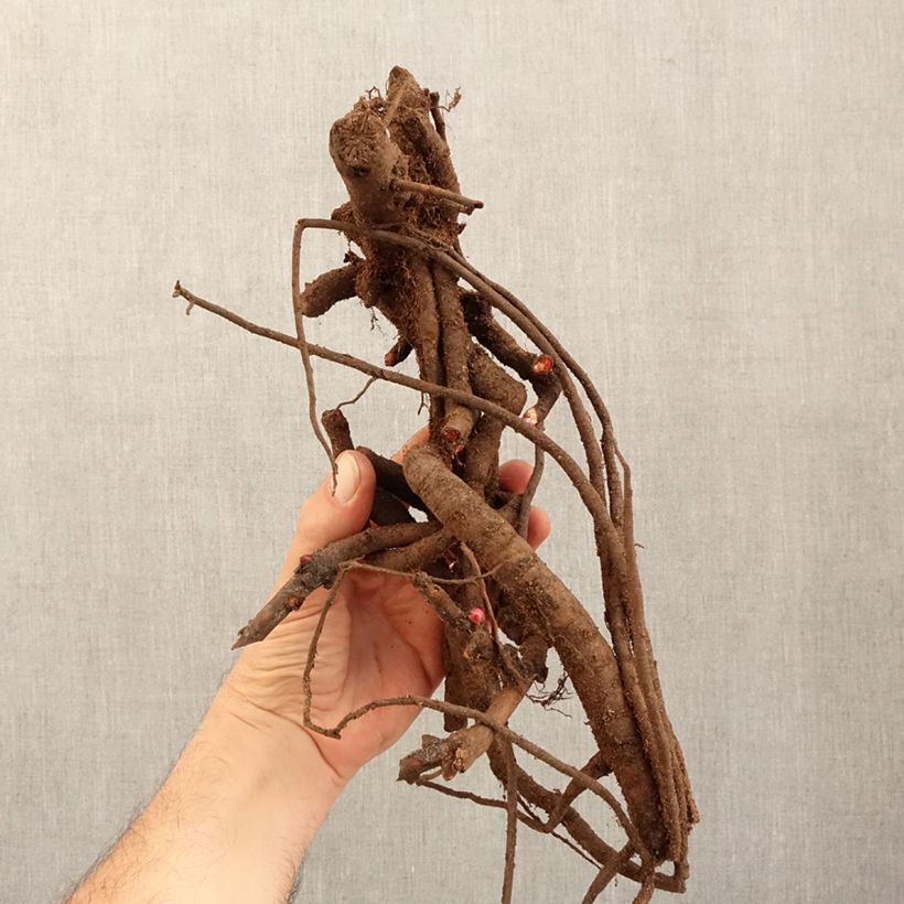 Spécimen de Pivoine Itoh Old Rose Dandy Souche 3/5 yeux tel que livré en hiver