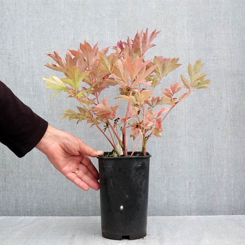 Spécimen de Pivoine Itoh Pink Ardour - Paeonia Pot de 3L/4L tel que livré en automne