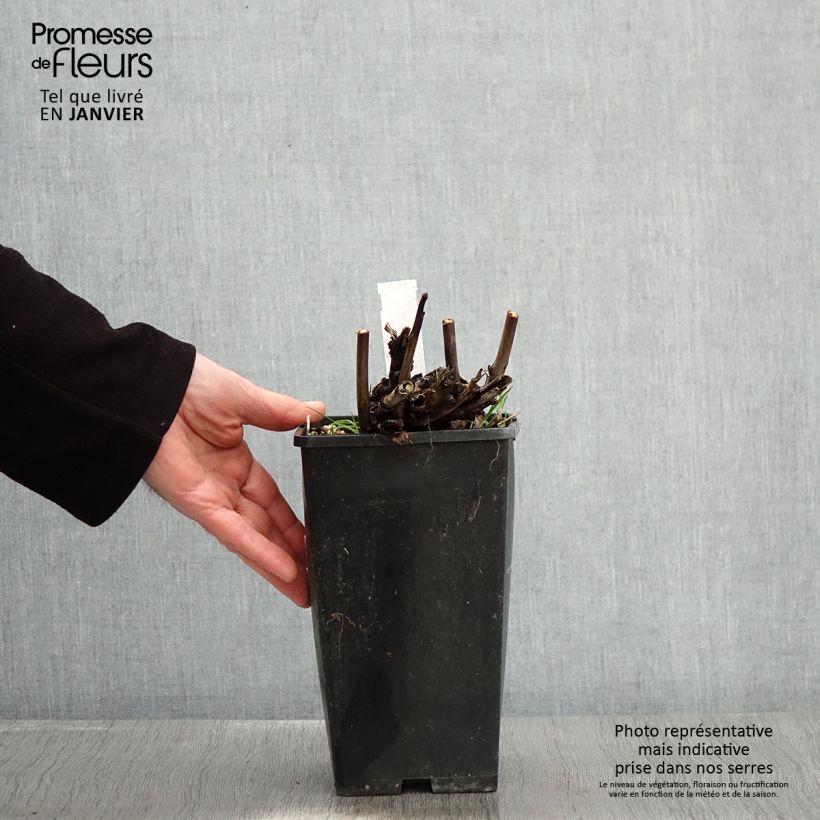 Spécimen de Pivoine Itoh Pink Ardour - Paeonia Pot de 3L/4L tel que livré en hiver