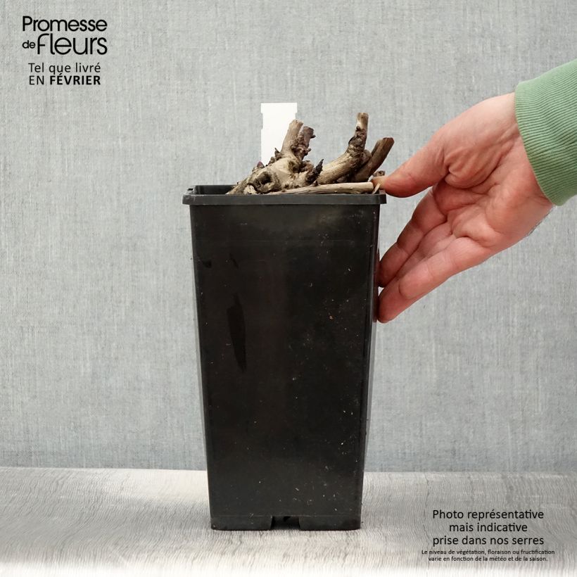 Spécimen de Pivoine Itoh Scarlet Heaven Pot de 2L/3L tel que livré en hiver