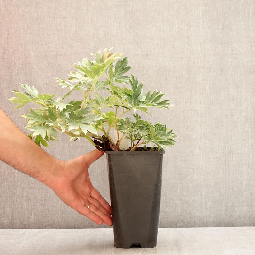 Spécimen de Pivoine itoh Viking Full Moon  Pot de 3L/4L tel que livré en été