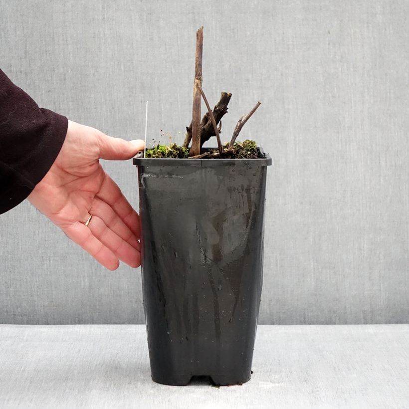 Spécimen de Pivoine itoh Viking Full Moon  Pot de 3L/4L tel que livré en hiver