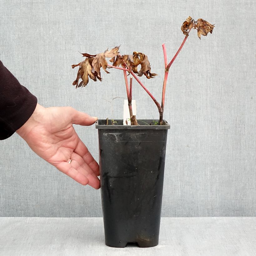 Spécimen de Pivoine itoh Yellow Crown  Pot de 3L/4L tel que livré en automne