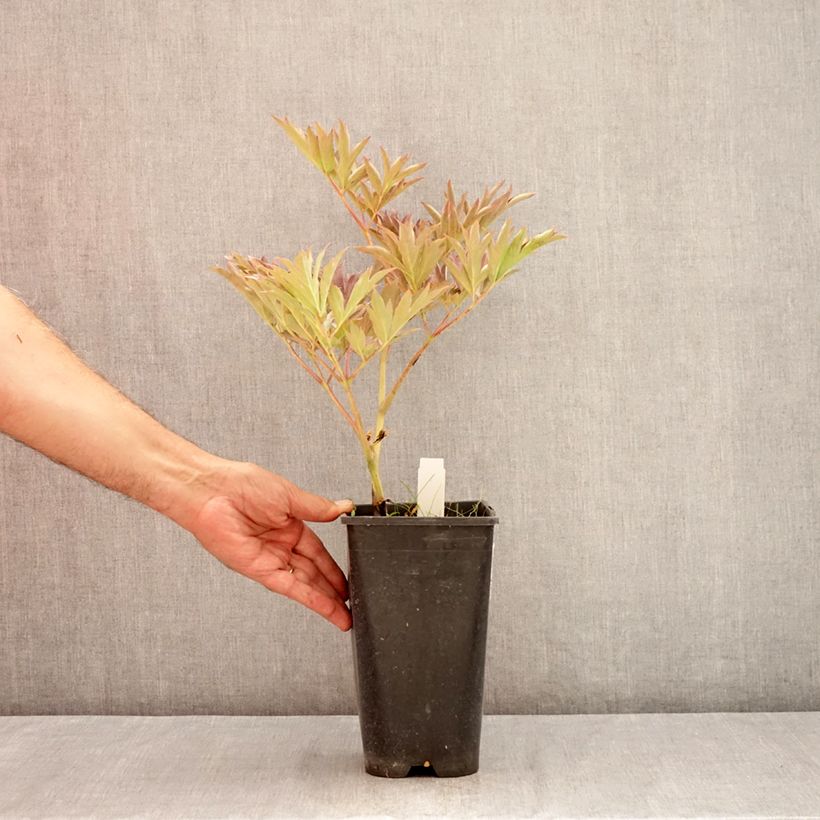 Spécimen de Pivoine itoh Yellow Crown  Pot de 3L/4L tel que livré en été
