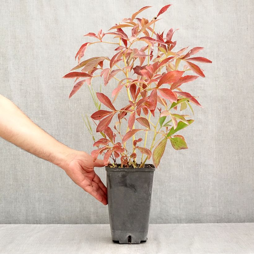 Spécimen de Pivoine lactiflora Albert Crousse  Pot de 3L/4L tel que livré en été