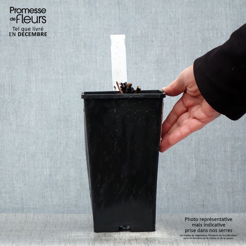 Spécimen de Pivoine lactiflora Amabilis Pot de 3L/4L tel que livré en hiver