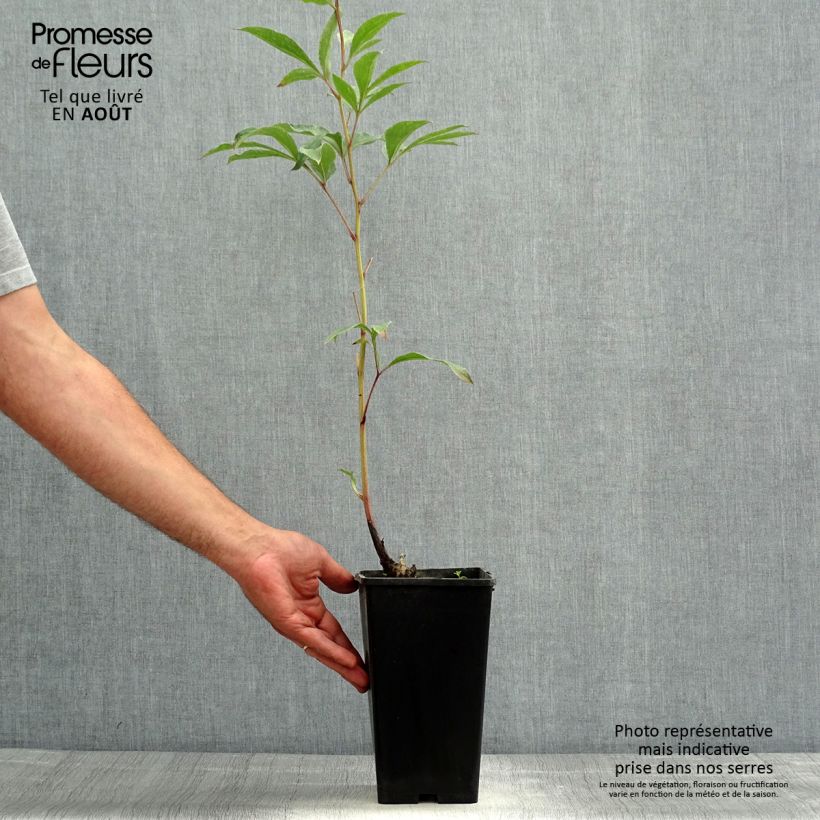 Spécimen de Pivoine lactiflora Big Ben Pot de 3L/4L tel que livré en été