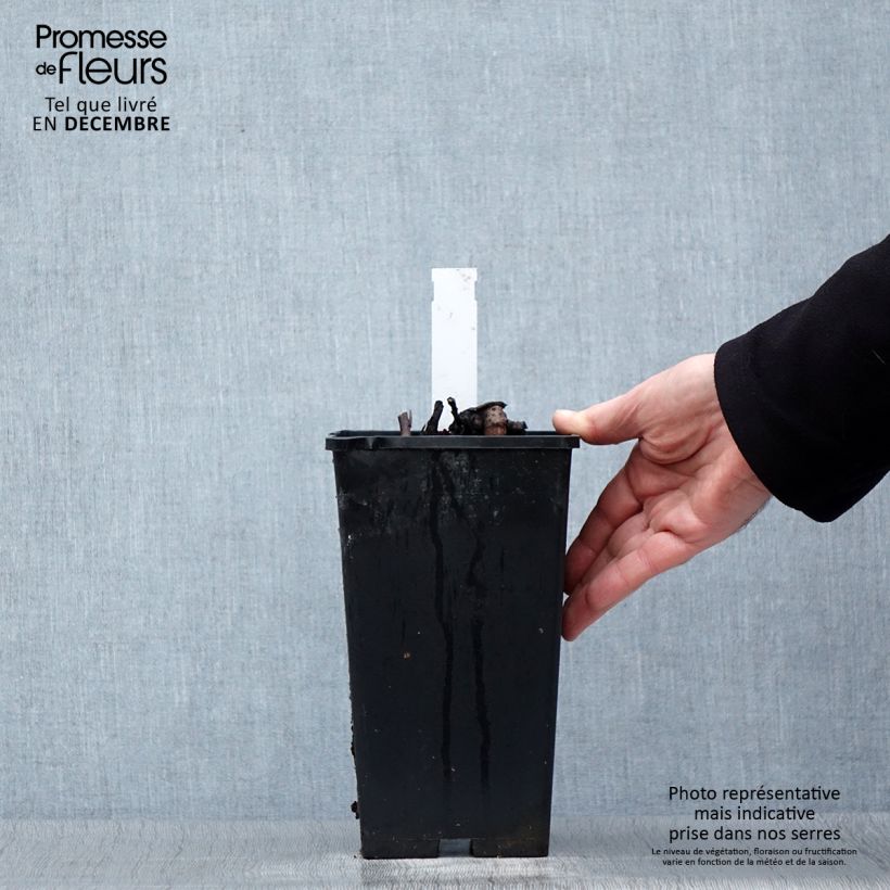 Spécimen de Pivoine lactiflora Big Ben Pot de 3L/4L tel que livré en hiver