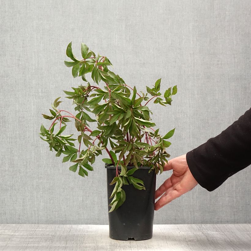Spécimen de Pivoine lactiflora Bouquet Perfect Pot de 3L/4L tel que livré au printemps
