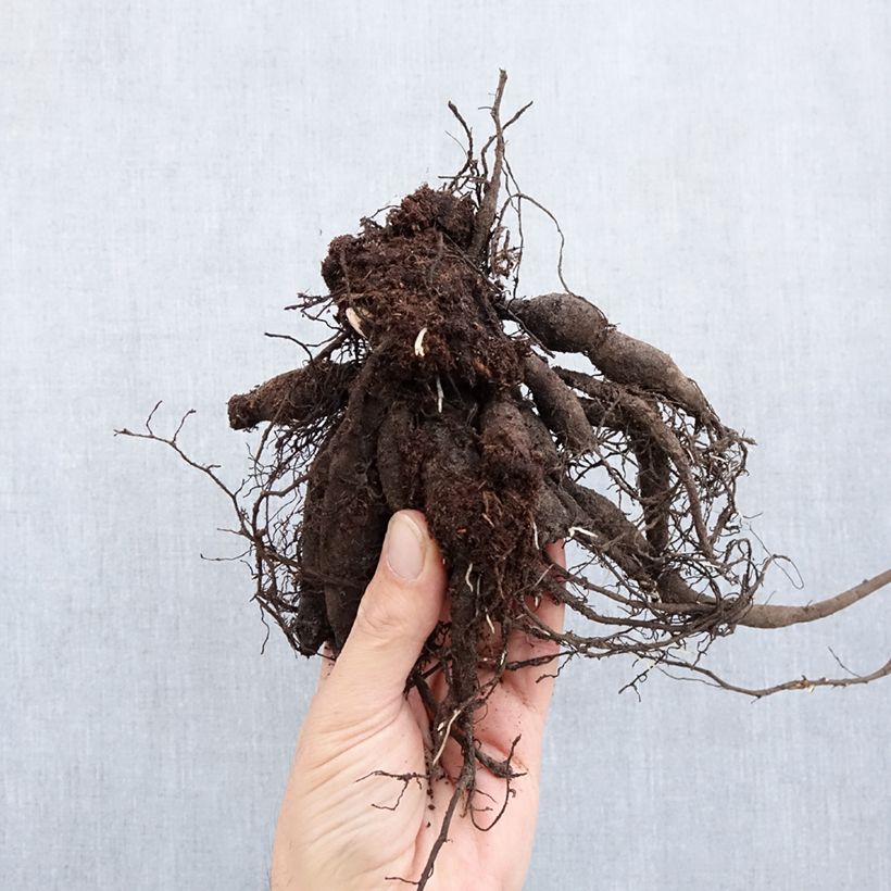 Spécimen de Pivoine lactiflora Buckeye Belle Souche 3/5 yeux tel que livré en hiver