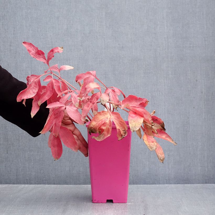 Spécimen de Pivoine lactiflora Carl G. Klehm Pot de 4L/5L tel que livré en automne