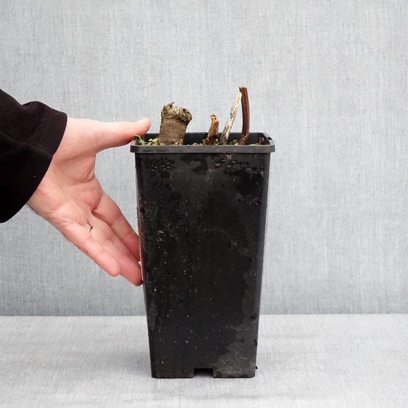 Spécimen de Pivoine lactiflora Cheddar Cheese Pot de 3L/4L tel que livré en hiver