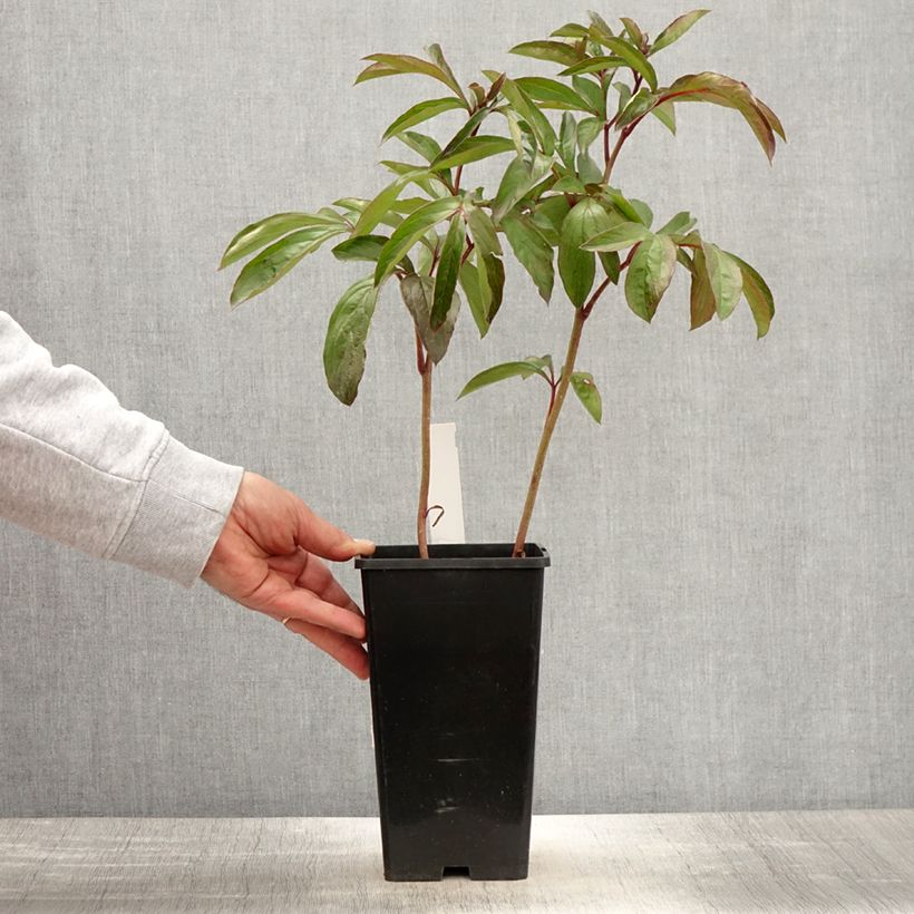 Spécimen de Pivoine lactiflora Cheddar Cheese Pot de 3L/4L tel que livré au printemps