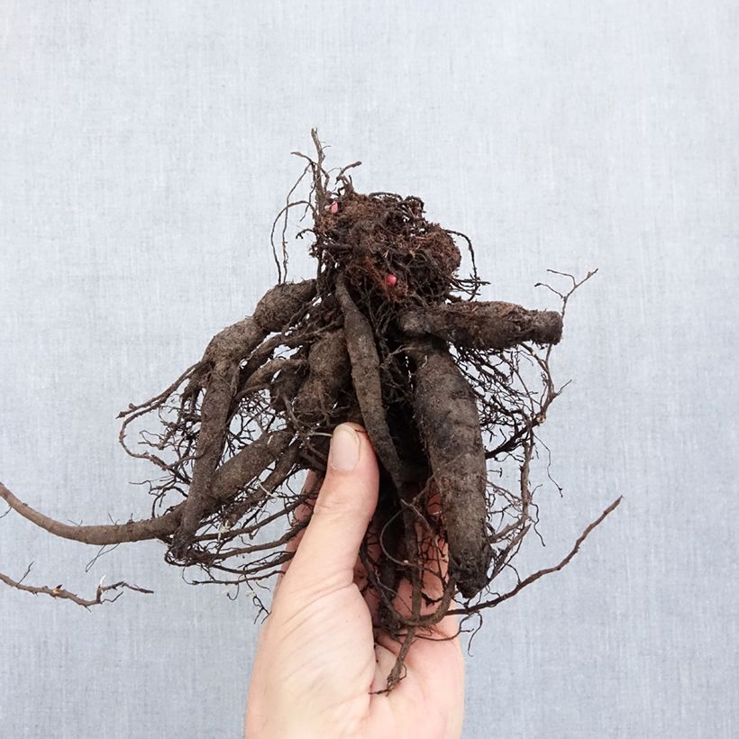 Spécimen de Pivoine lactiflora Command Performance  Souche 3/5 yeux tel que livré en hiver