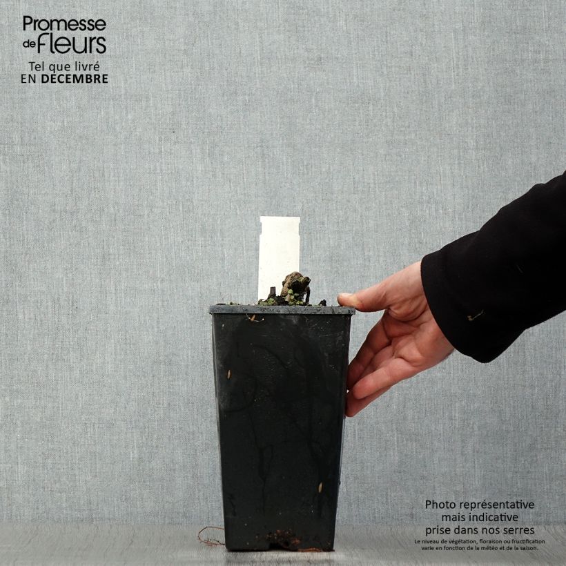 Spécimen de Pivoine lactiflora Coral Charm Pot de 3L/4L tel que livré en hiver