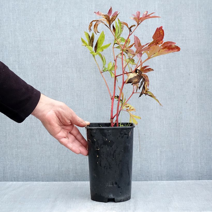 Spécimen de Pivoine lactiflora Coral Charm Pot de 3L/4L tel que livré en automne