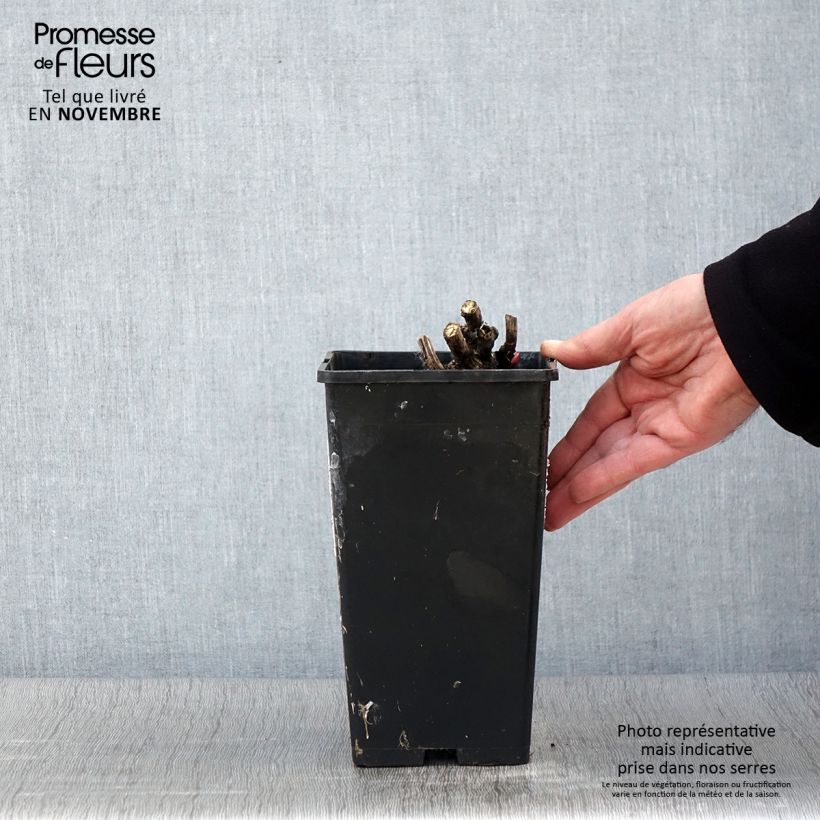 Spécimen de Pivoine lactiflora Coral Magic Pot de 3L/4L tel que livré en automne