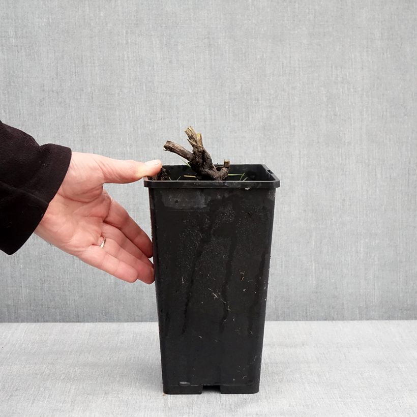 Spécimen de Pivoine lactiflora Coral Magic Pot de 3L/4L tel que livré en hiver