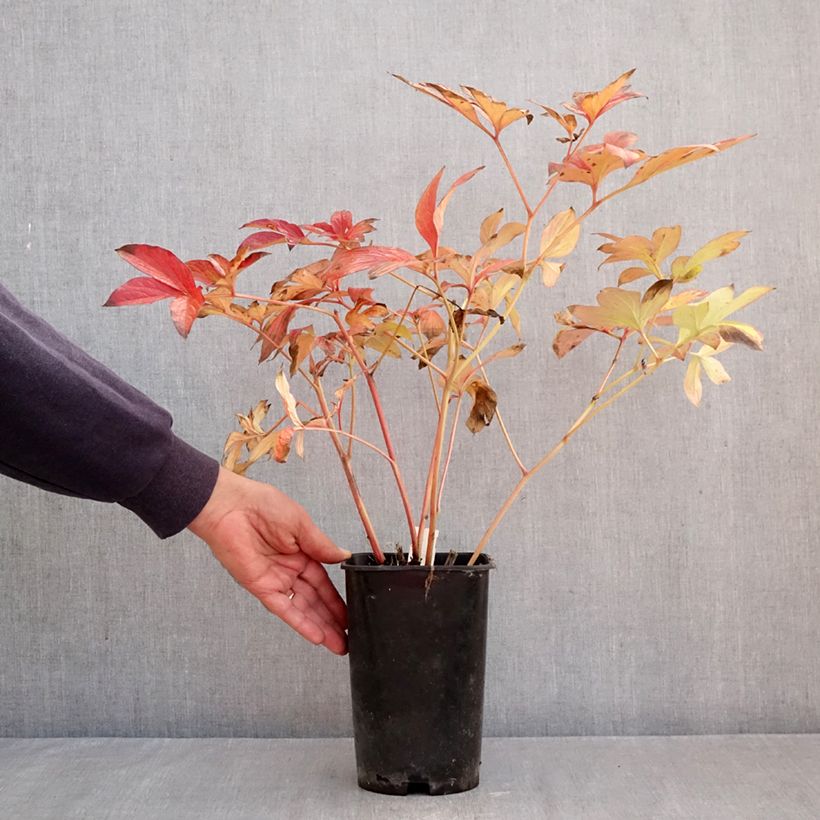 Spécimen de Pivoine lactiflora Corinne Wersan Pot de 4L/5L tel que livré en automne
