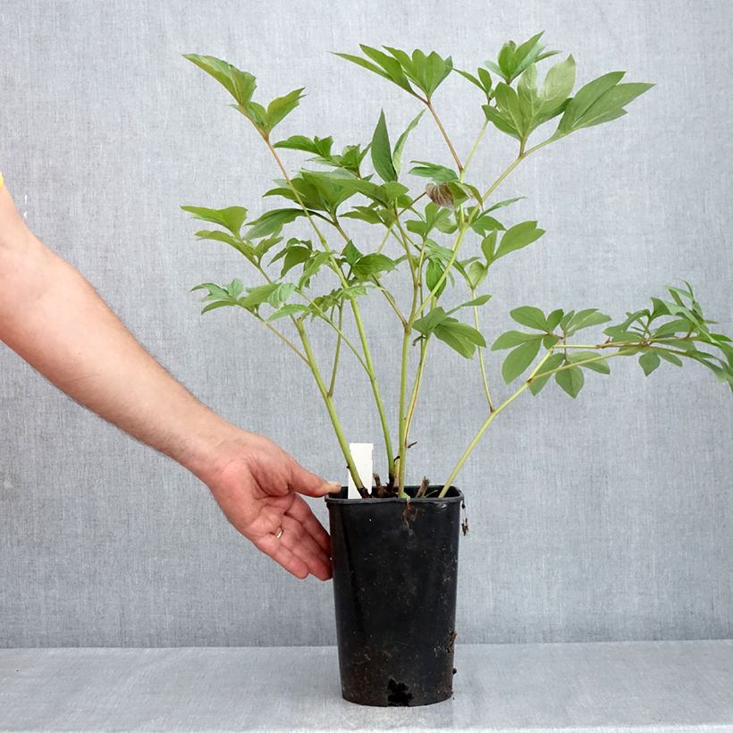 Spécimen de Pivoine lactiflora Corinne Wersan Pot de 4L/5L tel que livré au printemps