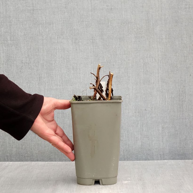 Spécimen de Pivoine lactiflora Cytherea  Pot de 3L/4L tel que livré en automne