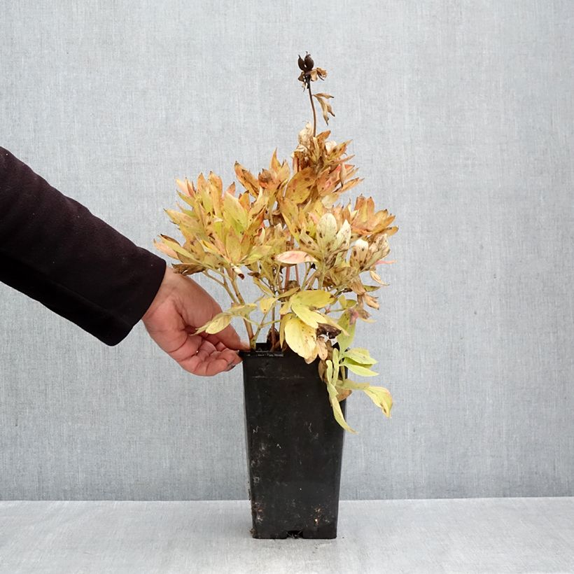 Spécimen de Pivoine lactiflora Diana Parks Pot de 3L/4L tel que livré en automne