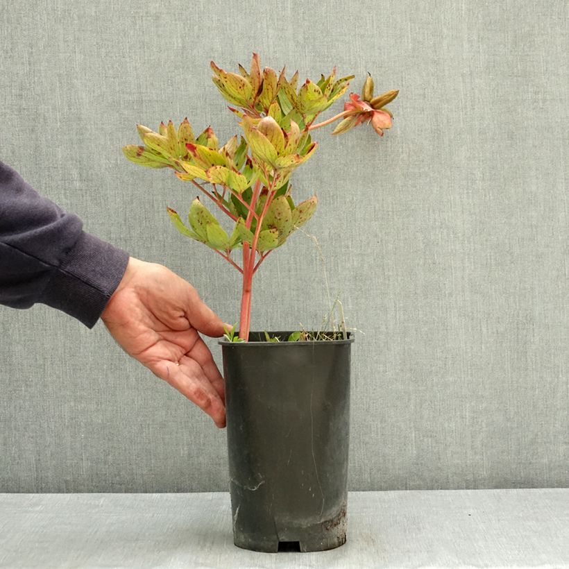 Spécimen de Pivoine lactiflora Diana Parks Pot de 3L/4L tel que livré en été