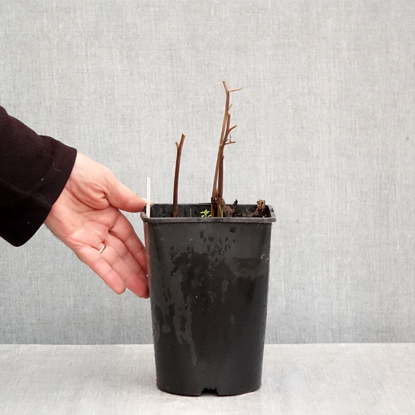 Spécimen de Pivoine lactiflora Do Tell Pot de 3L/4L tel que livré en automne