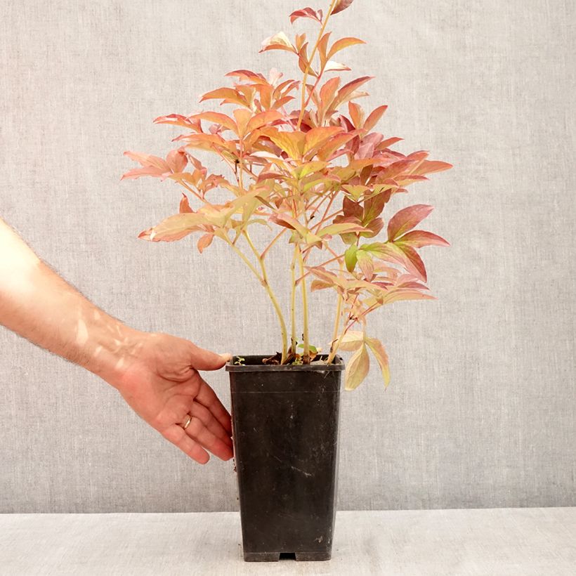 Spécimen de Pivoine lactiflora Do Tell Pot de 3L/4L tel que livré en été