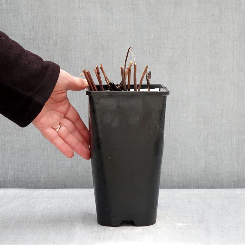 Spécimen de Pivoine lactiflora Do Tell Pot de 3L/4L tel que livré en hiver