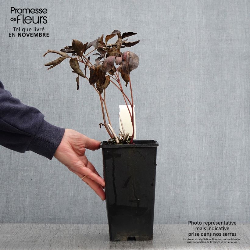 Spécimen de Pivoine lactiflora Doreen Pot de 3L/4L tel que livré en automne