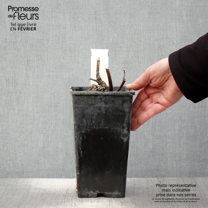 Spécimen de Pivoine lactiflora Doreen Pot de 3L/4L tel que livré en hiver