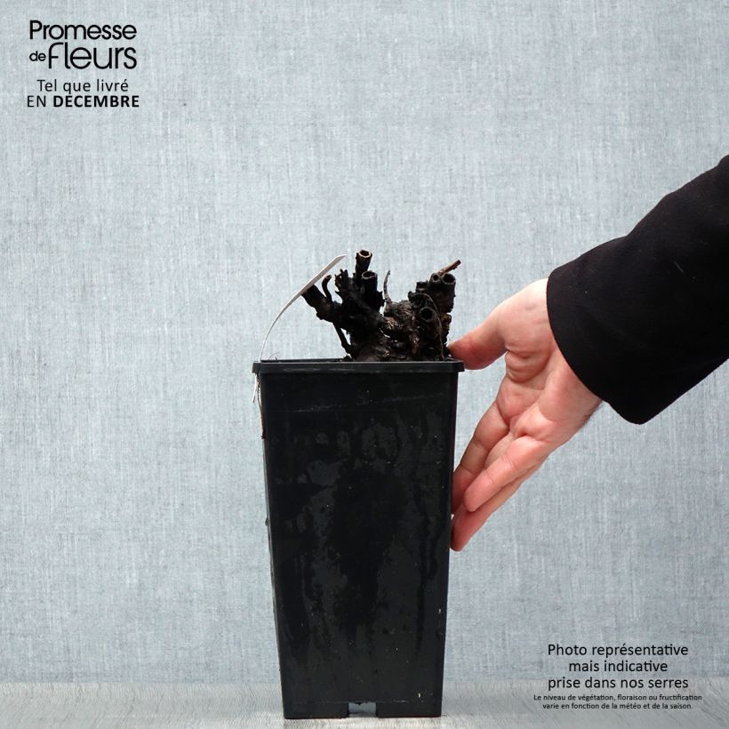 Spécimen de Pivoine lactiflora Dr Alexander Fleming Pot de 3L/4L tel que livré en hiver