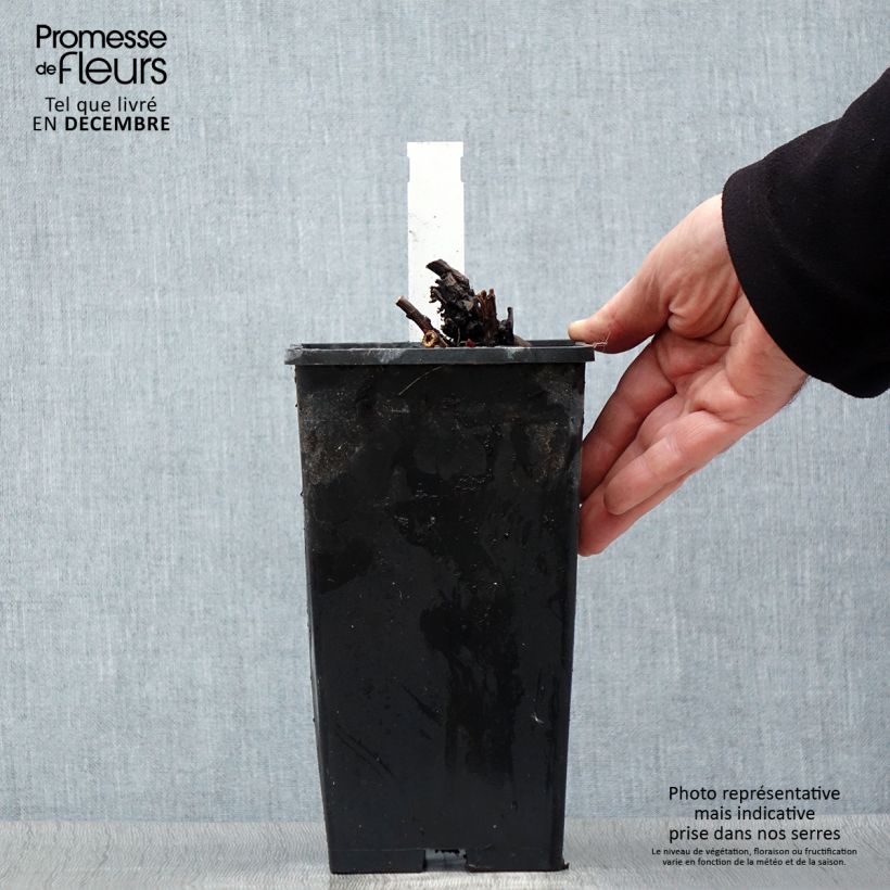 Spécimen de Pivoine lactiflora Duchesse de Nemours Pot de 3L/4L tel que livré en hiver