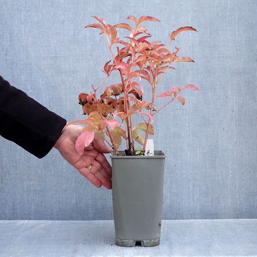 Spécimen de Pivoine lactiflora Fantastic Pot de 3L/4L tel que livré en automne