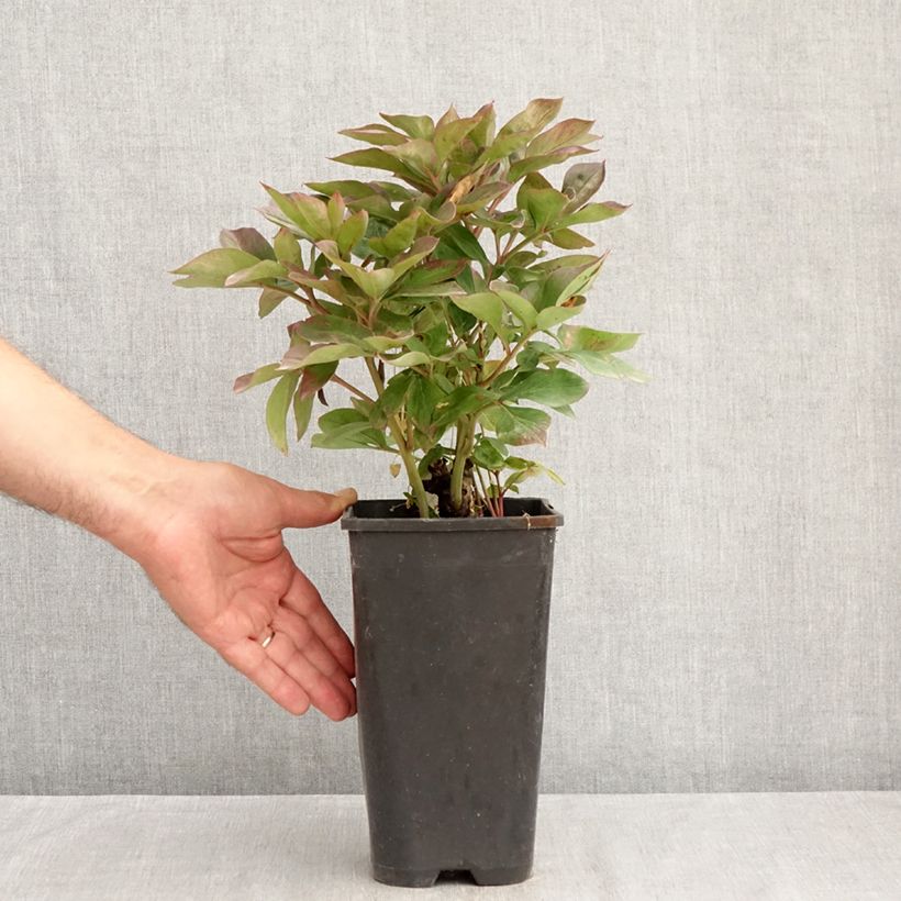 Spécimen de Pivoine lactiflora Félix Crousse Pot de 3L/4L tel que livré en été