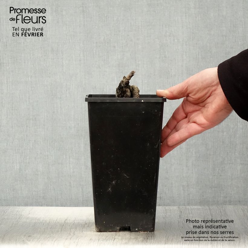 Spécimen de Pivoine lactiflora Festiva Maxima Pot de 3L/4L tel que livré en hiver