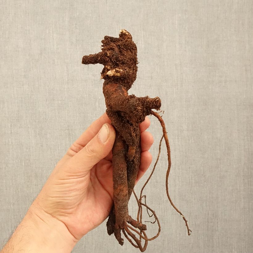 Spécimen de Pivoine lactiflora Festiva Maxima Souche 3/5 yeux tel que livré en hiver