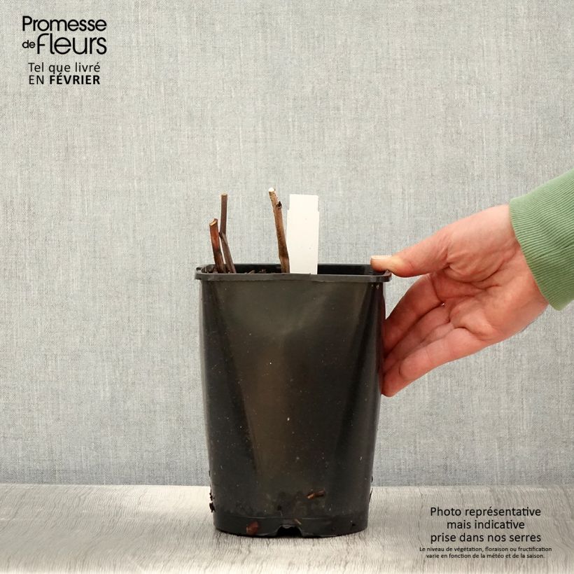 Spécimen de Pivoine lactiflora Françoise Ortegat Pot de 3L/4L tel que livré en hiver