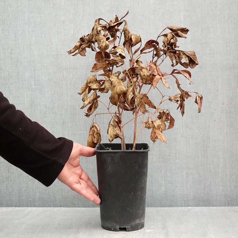 Spécimen de Pivoine lactiflora Fringed Ivory Pot de 4L/5L tel que livré en automne