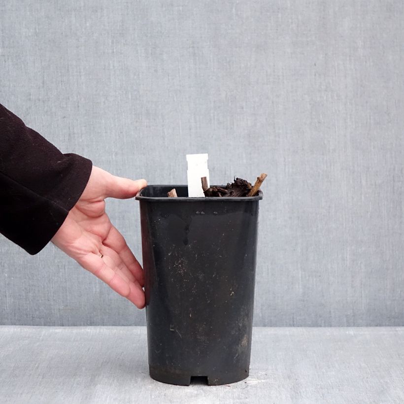 Spécimen de Pivoine lactiflora Fringed Ivory Pot de 4L/5L tel que livré en hiver