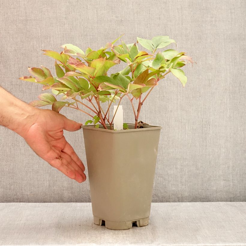 Spécimen de Pivoine lactiflora Green Halo Pot de 3L/4L tel que livré en été