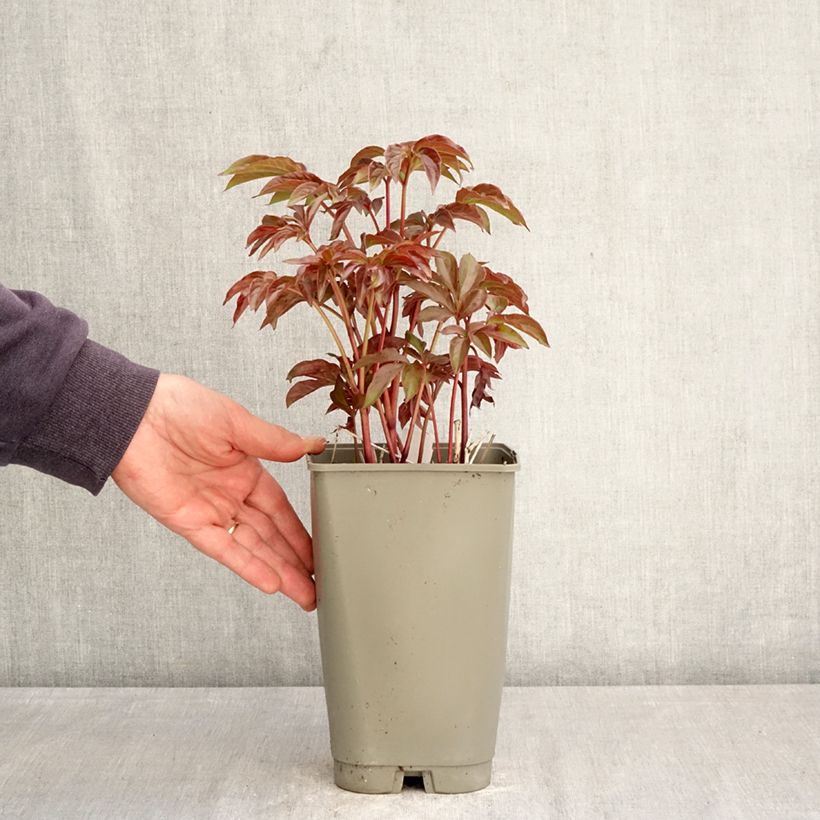 Spécimen de Pivoine lactiflora Green Halo Pot de 3L/4L tel que livré au printemps