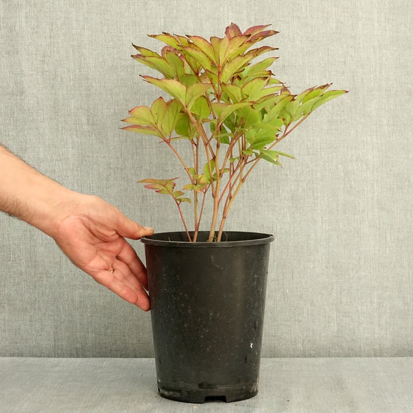 Spécimen de Pivoine lactiflora Green Lotus Pot de 3L/4L tel que livré en été
