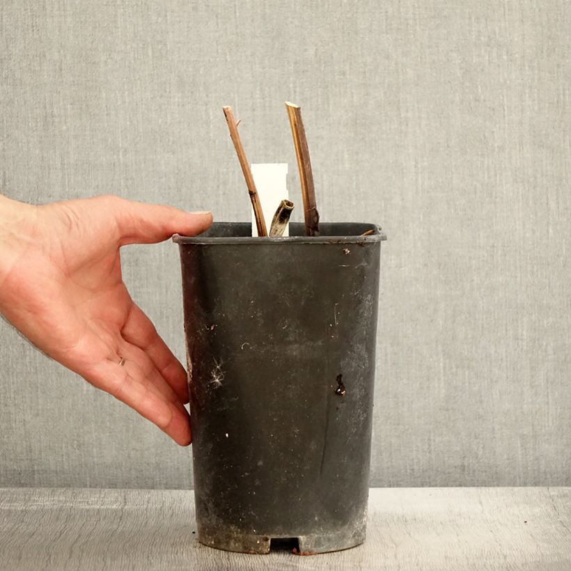 Spécimen de Pivoine lactiflora Immaculée Pot de 3L/4L tel que livré en automne