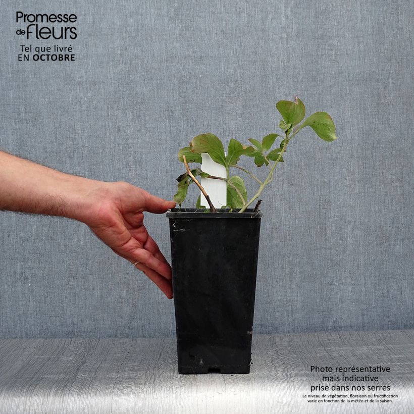 Spécimen de Pivoine lactiflora Inspecteur Lavergne Pot de 3L/4L tel que livré en automne