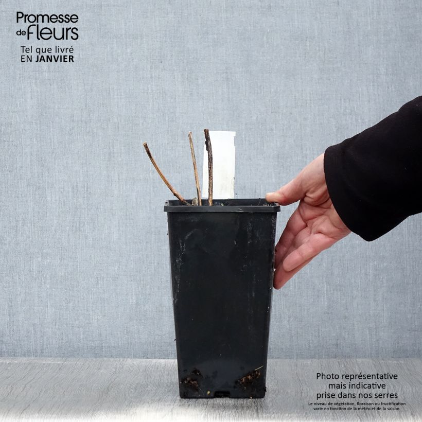 Spécimen de Pivoine lactiflora Inspecteur Lavergne Pot de 3L/4L tel que livré en hiver